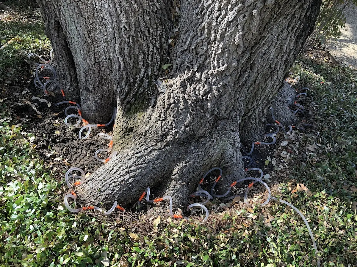 Detailed Tree Cabling and Bracing job site in Verona