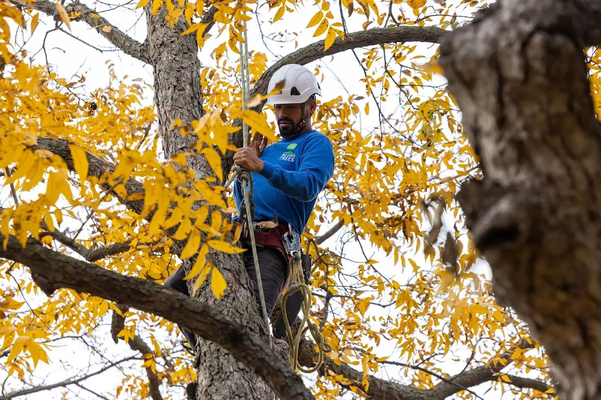 Skilled Tree Pruning crew working in Verona