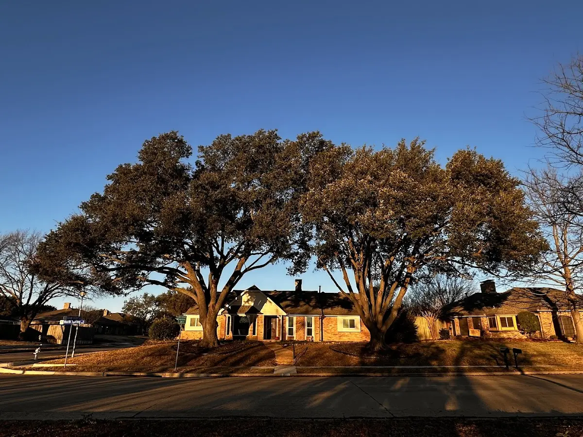 Established residential canopy tree shading a home in Verona